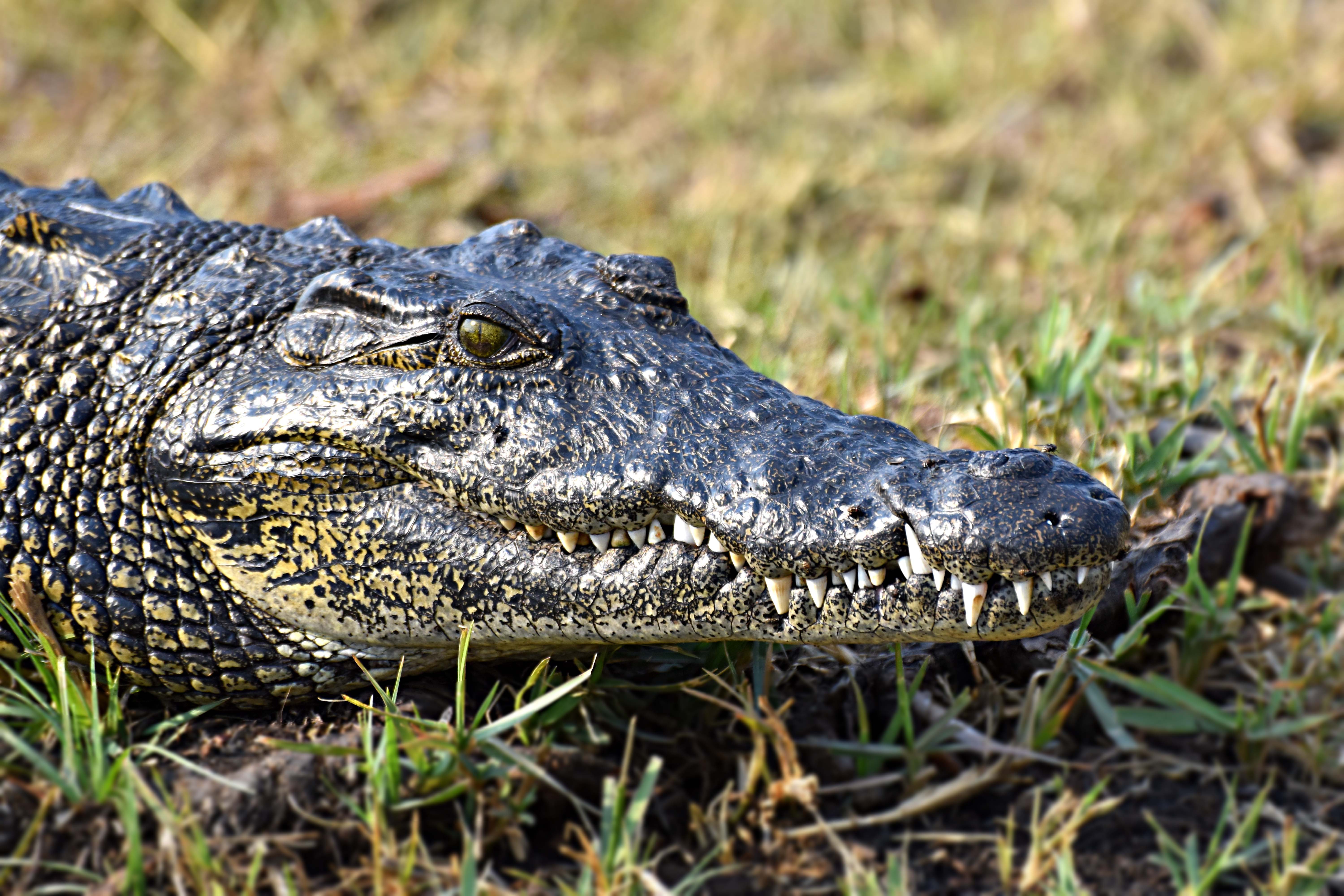 Saltwater Crocodile
