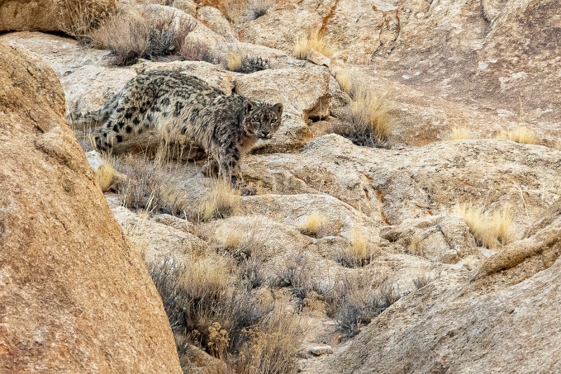Snow leopard in Ladakh, India by Bonny J. Forrest, 2023