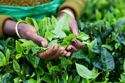 Sri Lanka tea