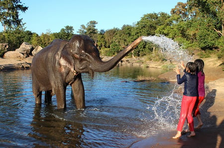 Tara, the resident elephant at Kipling Camp in Kanha National Park Tara, the resident elephant at Kipling Camp in Kanha National Park