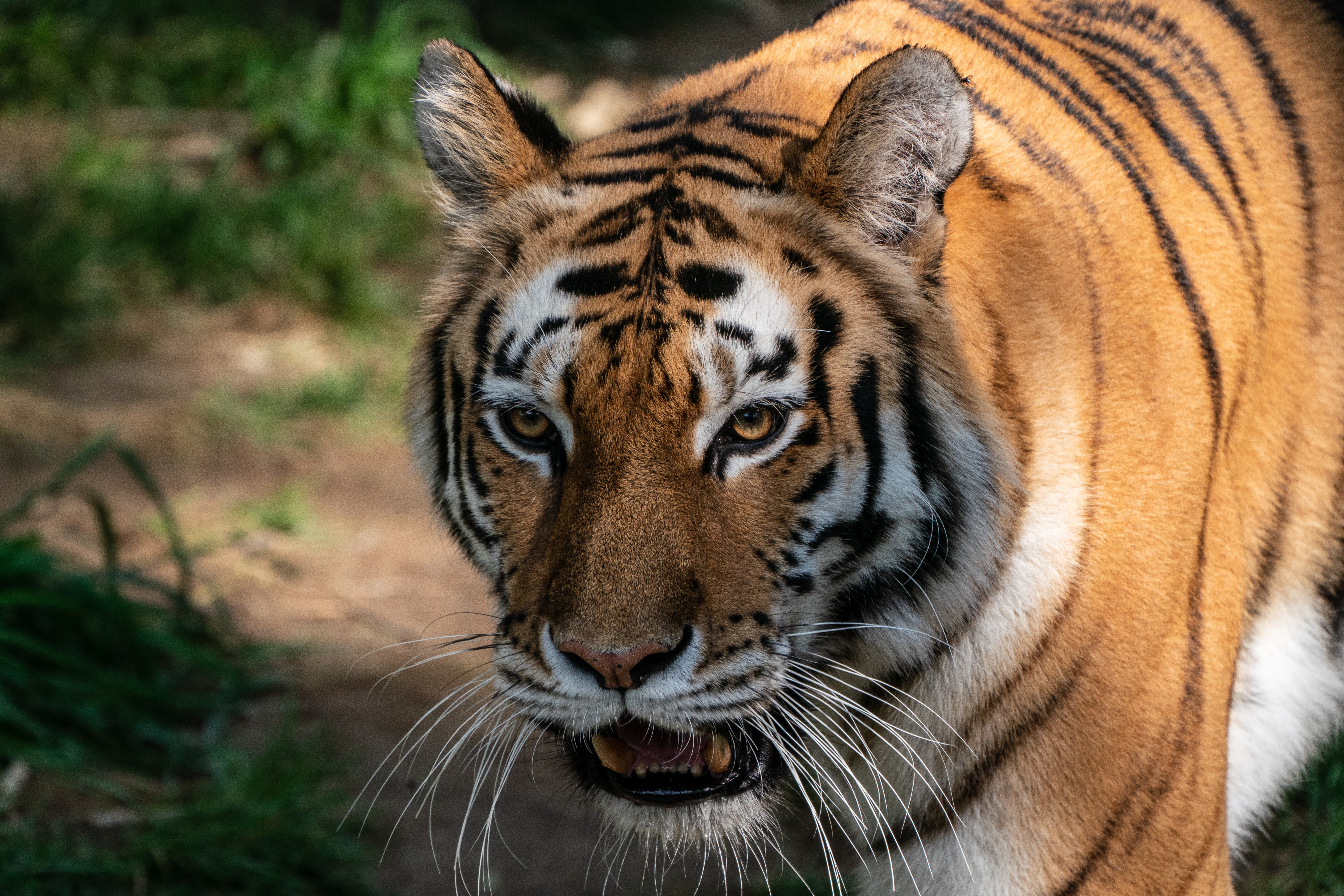 Royal Bengal Tiger&nbsp;- Sodha Travel&nbsp;&nbsp;&nbsp;