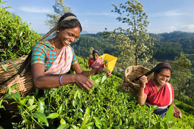 Picking tea leaves in Nuwara Eliya, Sri Lanka Picking tea leaves in Nuwara Eliya, Sri Lanka