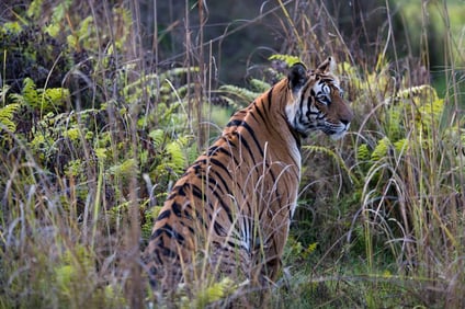 A tiger sighting in Pench National Park A tiger sighting in Pench National Park