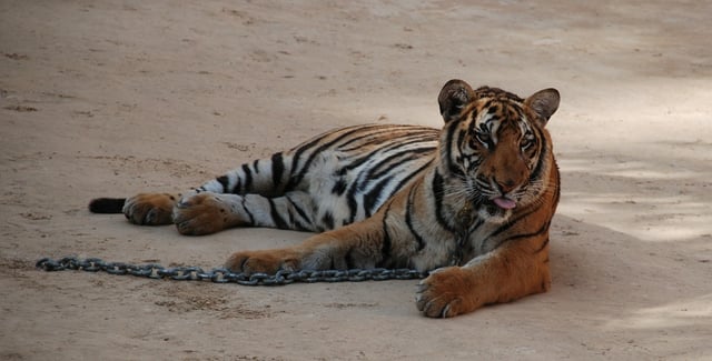 Tigers in Thailand Tigers in Thailand