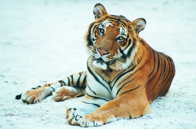Tiger Tiger
