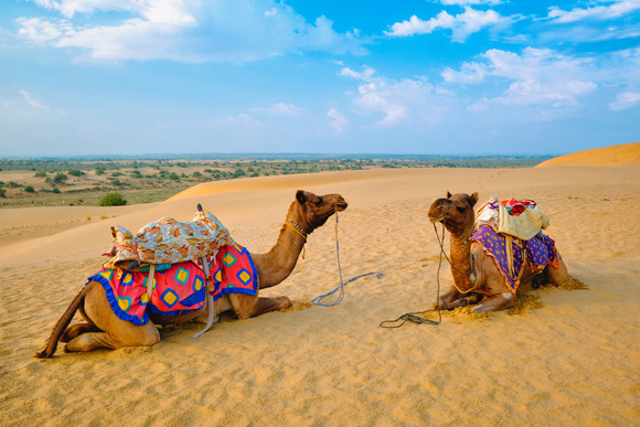 indian-camel-in-sand-dunes-of-thar-desert-on-sunse-2021-08-28-03-08-28-utc (1)
