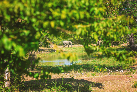 yala-national-park-sri-lanka-asia-2021-09-02-05-14-11-utc (1)
